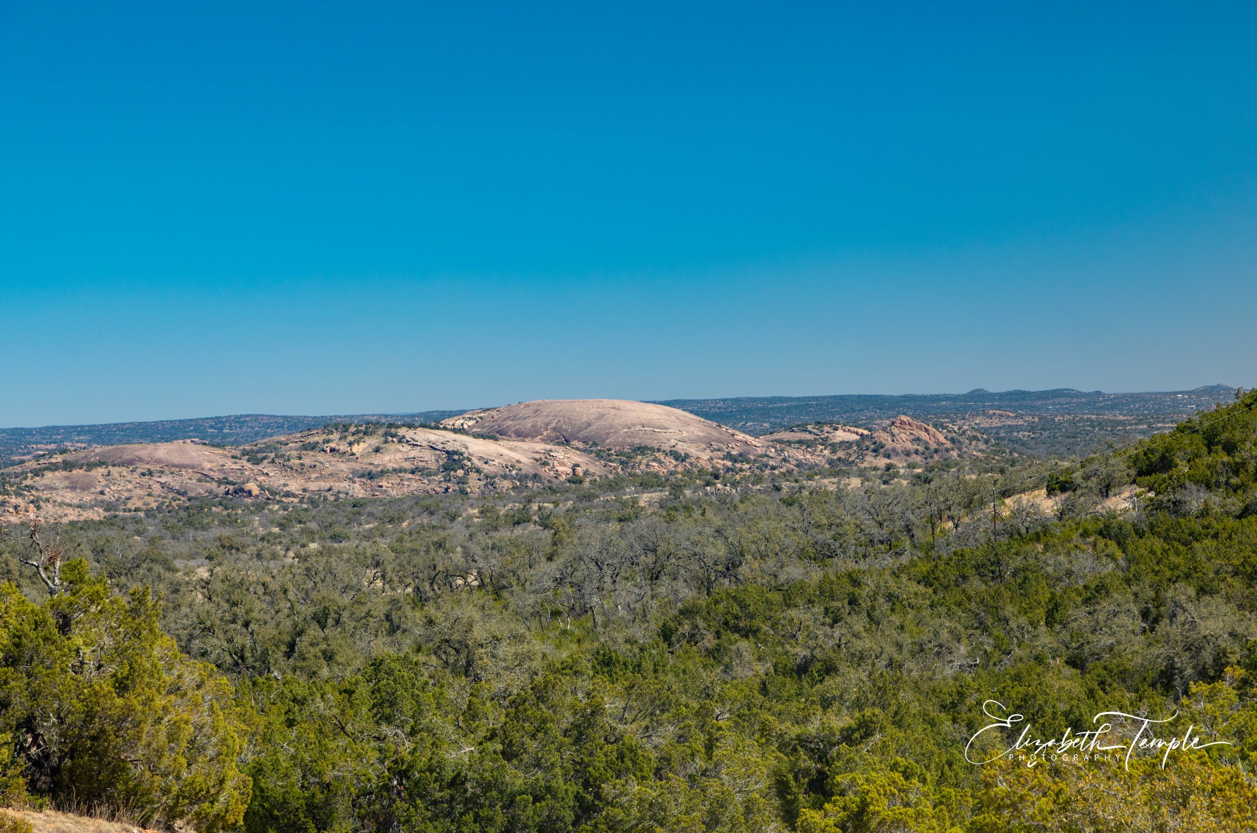 Cows, Wind, and Cactus